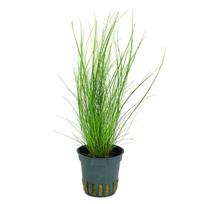 Eleocharis montevidensis - Aquaflora