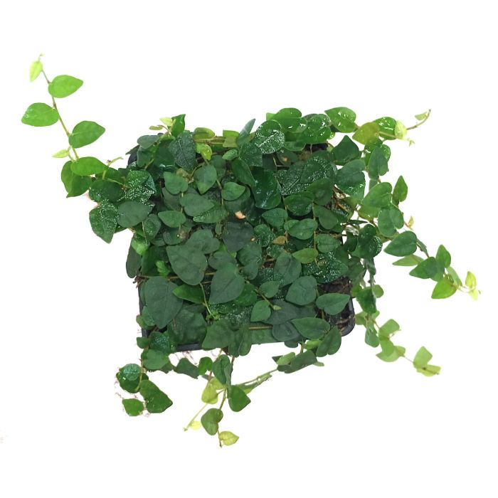 Ficus spec. COLOMBIA