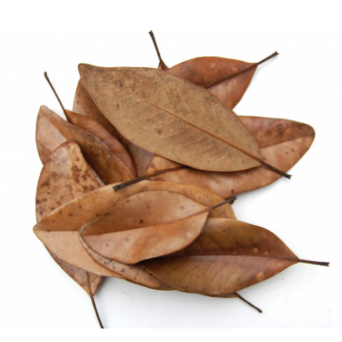 Magnolia leaf 1 litro - Foglie di magnolia essiccate per isopodi e terrari