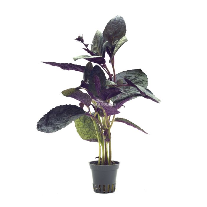 Hemygraphis colorata