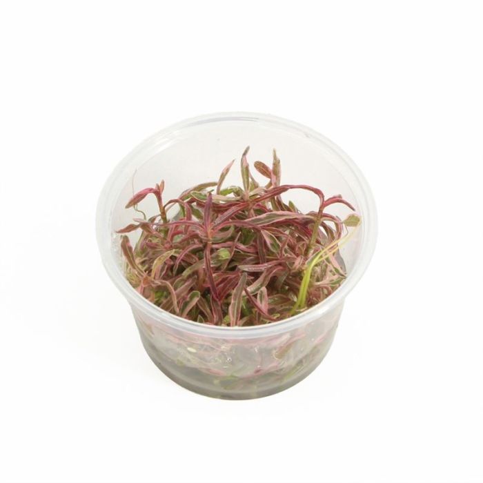 Hygrophila Chai in Vitro