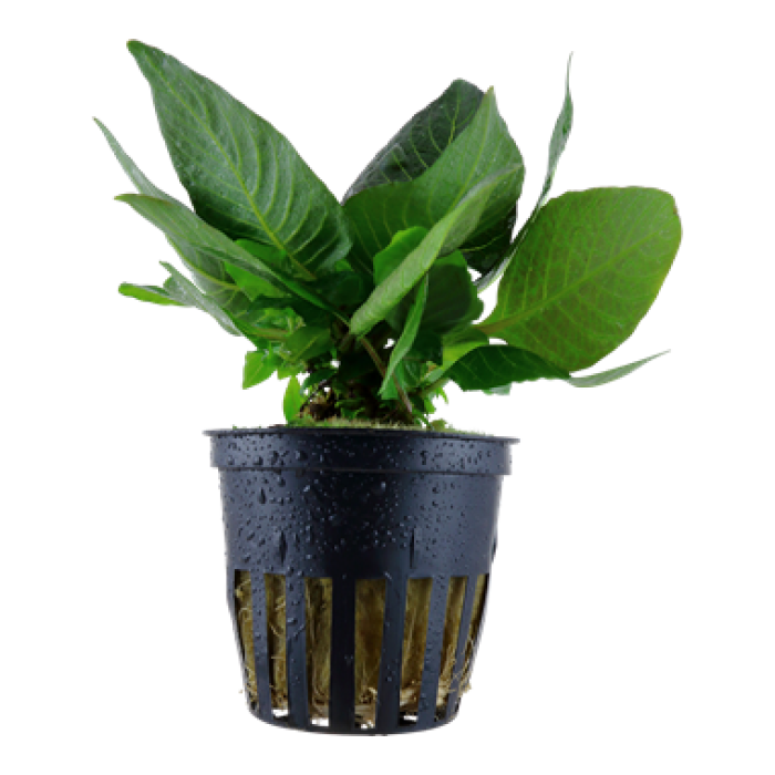 Tropica Hygrophila corymbosa 'Compact'