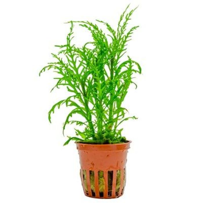Tropica Hygrophila odora 'Difformis' LIMITED EDITION