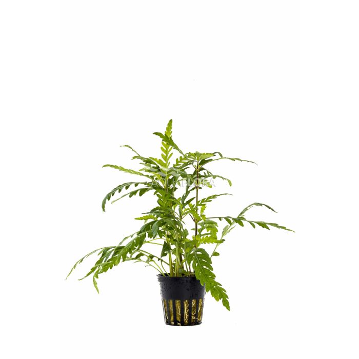 Hygrophila Pinnatifida