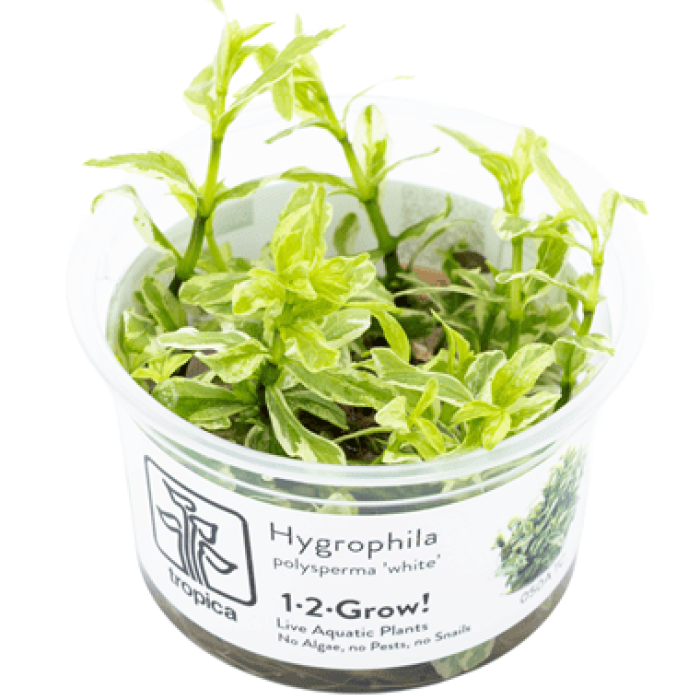 Hygrophila polysperma 'White' in vitro - Tropica 1-2-Grow!