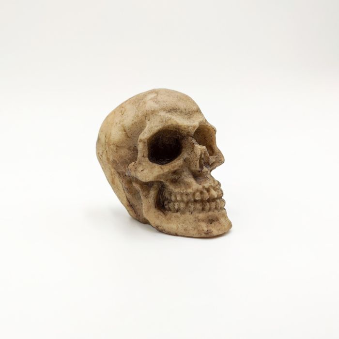 Mini Teschio per terrario