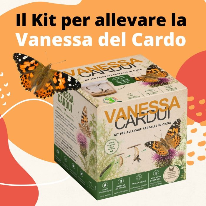Vanessa Cardui - Butterfly kit