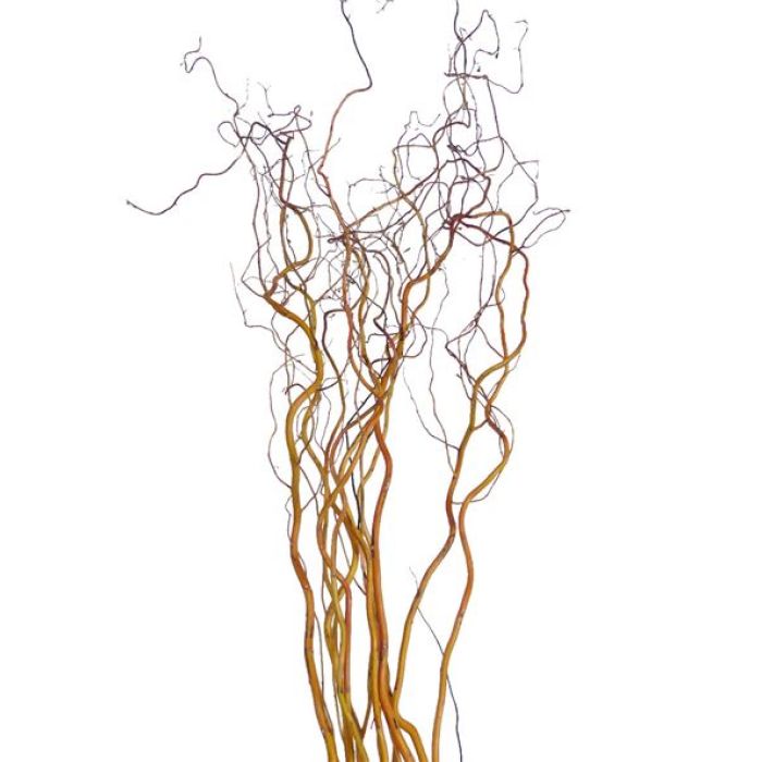 Liana Naturale contorta 130cm