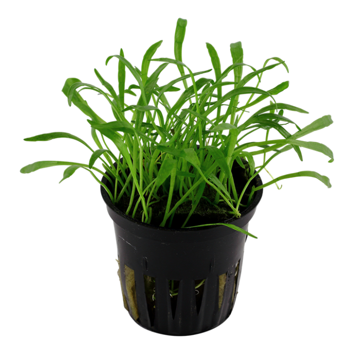 Lilaeopsis brasiliensis - Tropica
