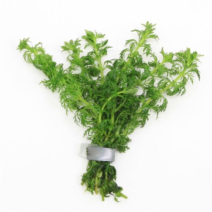 Limnophila sessiliflora in mazzetto
