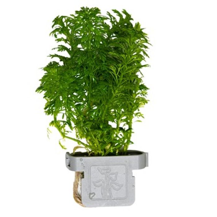 Limnophila sessiliflora - Tropica in clip ecologica anti alghe/cianobatteri