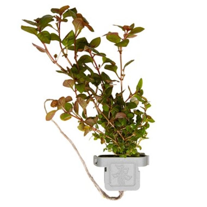 Ludwigia palustris 'Super Red' - Tropica in clip ecologica anti alghe/cianobatteri