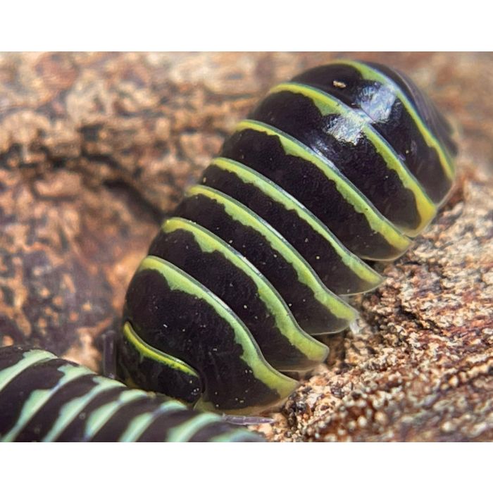 Armadillidium maculatum "Yellow"