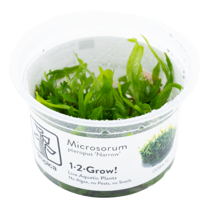 Microsorum pteropus 'Narrow' in vitro - Tropica 1-2-Grow!
