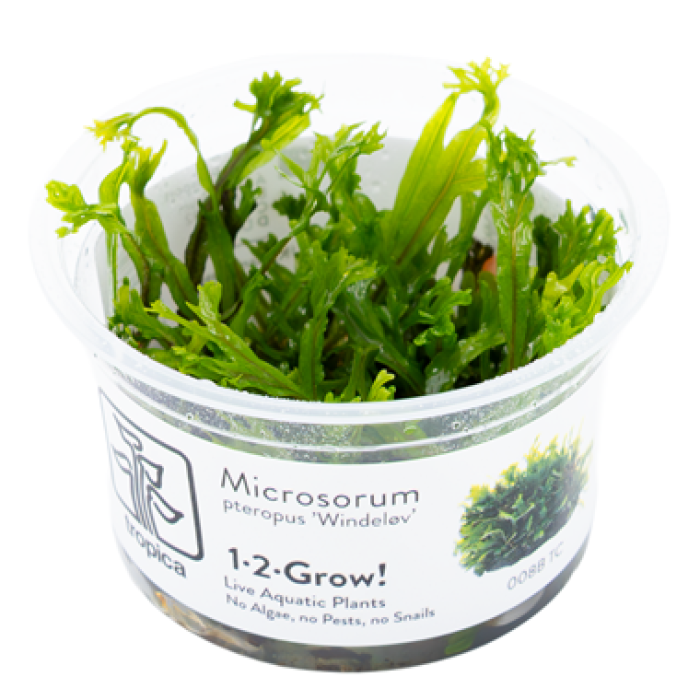 Microsorum pteropus 'Windelov' in vitro - Tropica 1-2-Grow!
