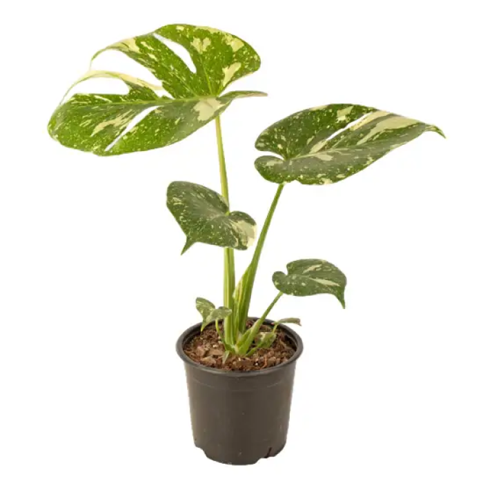 Monstera Thai Constellation