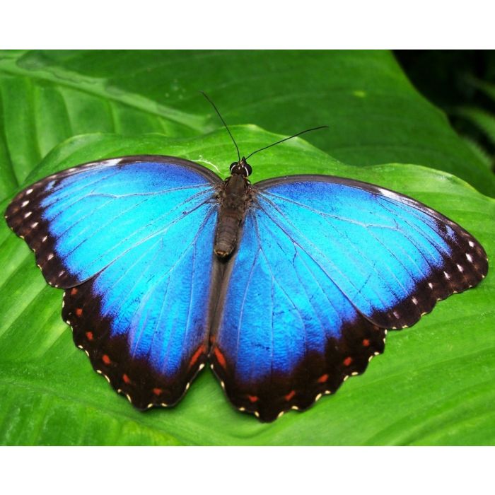 Morpho helenor - 10 bruchi
