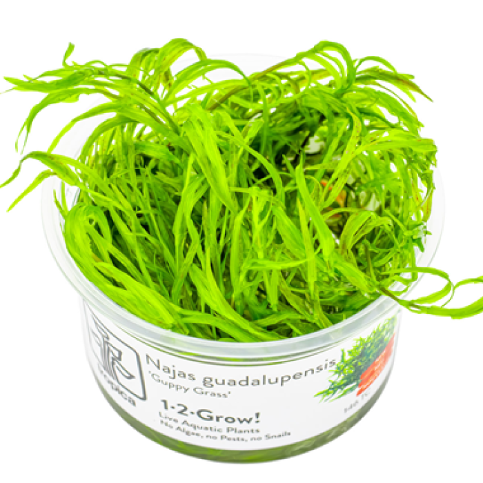 Najas guadalupensis 'Guppy Grass' in vitro - Tropica 1-2-Grow!