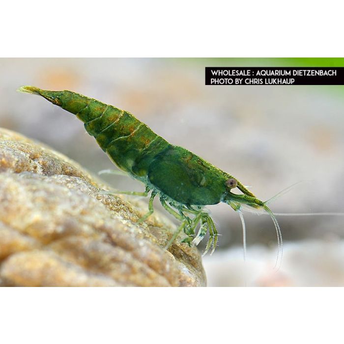 Neocaridina Davidi Green Jade - 3 esemplari