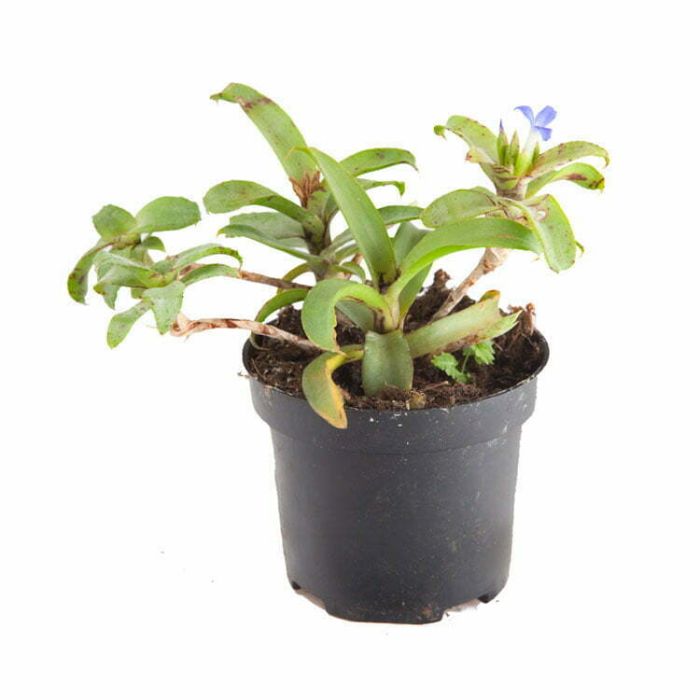 Neoregelia lilliputiana AKESO