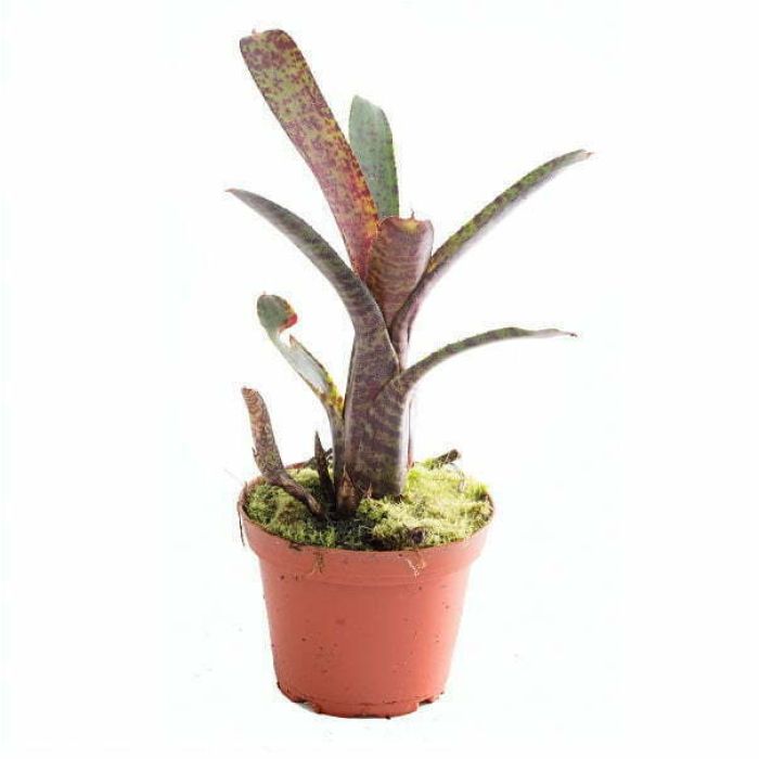 Neoregelia ampullacea