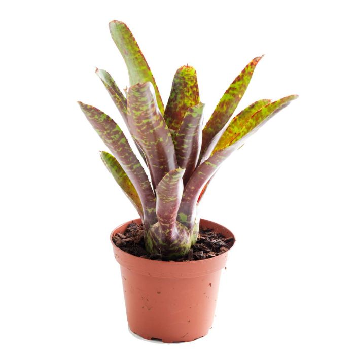 Neoregelia BETTY HEAD