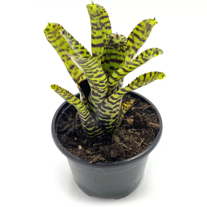 Neoregelia eteria