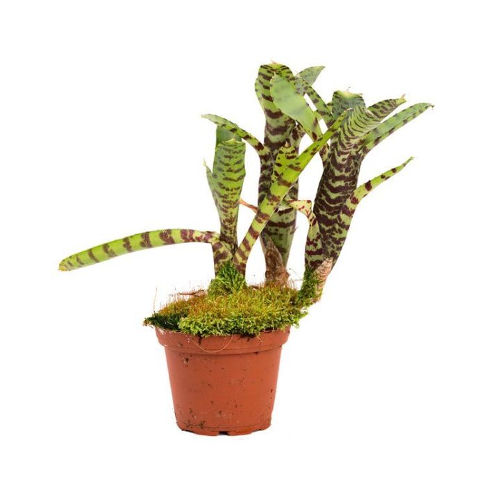 Neoregelia tigrina