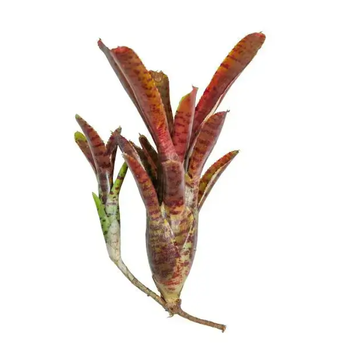 Neoregelia adonis