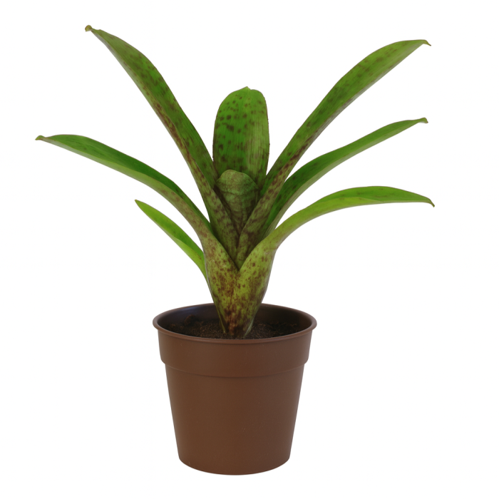 Neoregelia atlantis