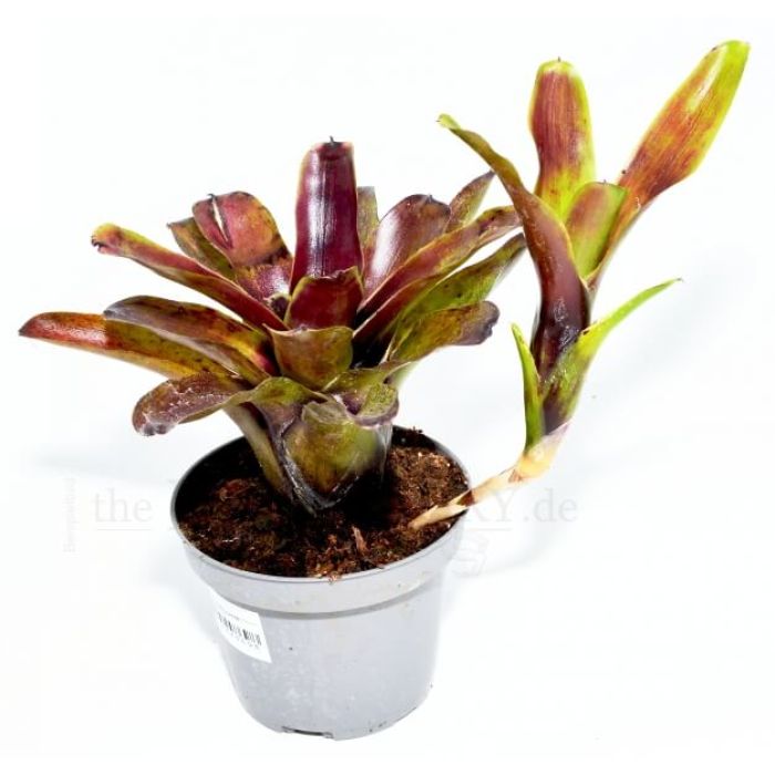 Neoregelia casiopeia
