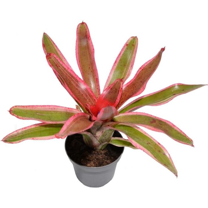 Neoregelia iphigenie