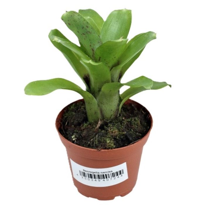 Neoregelia narciss