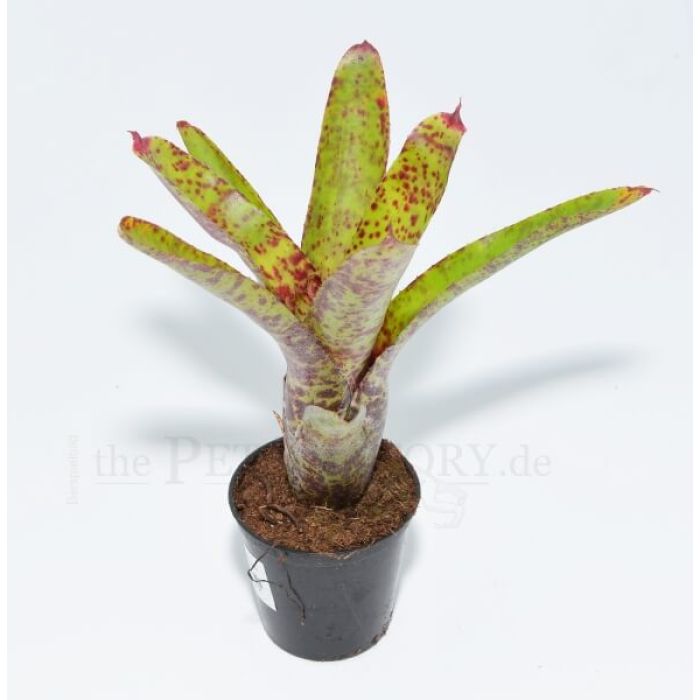 Neoregelia RED LIPS MINI