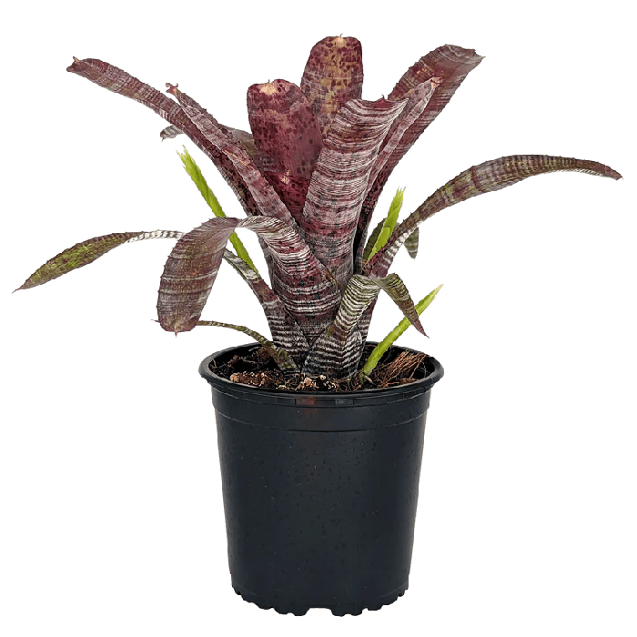 Neoregelia pauciflora