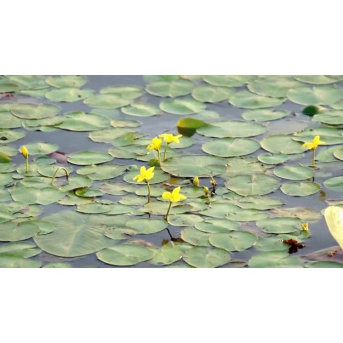 Nymphoides Peltata