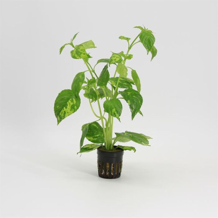 Hygrophila variegata