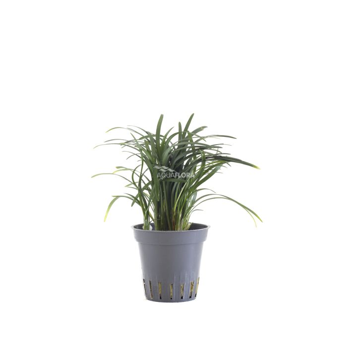 Ophiopogon japonica 'Pussilus'