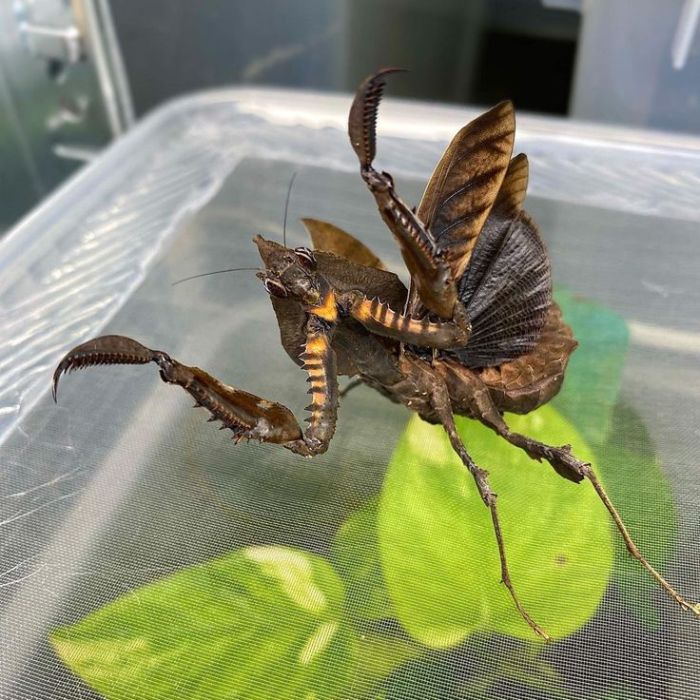 Parablepharis kuhlii