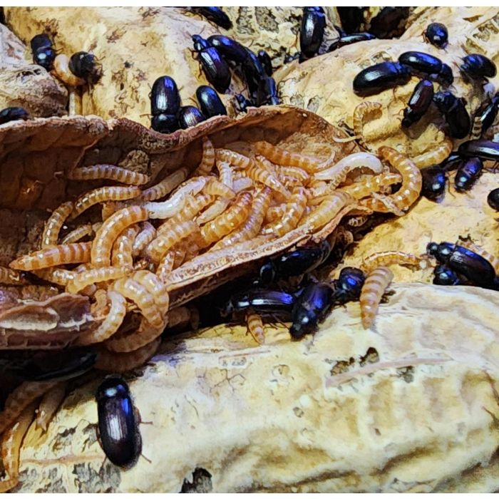 Peanut Beetle - Ulomoides dermestoides