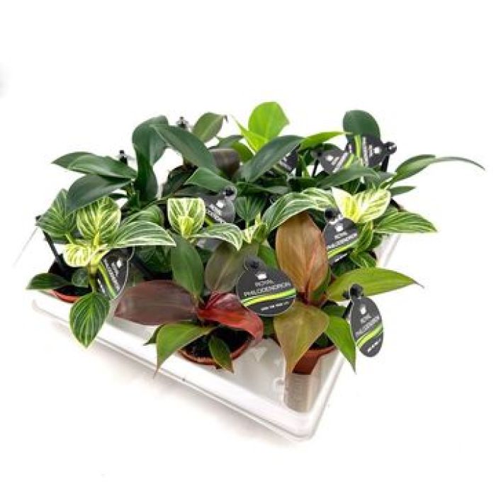 Baby Philodendron Mix - Perfetti per terrari tropicali