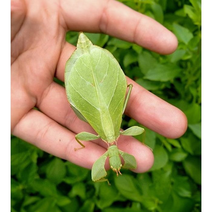 Phyllium gardabagusi