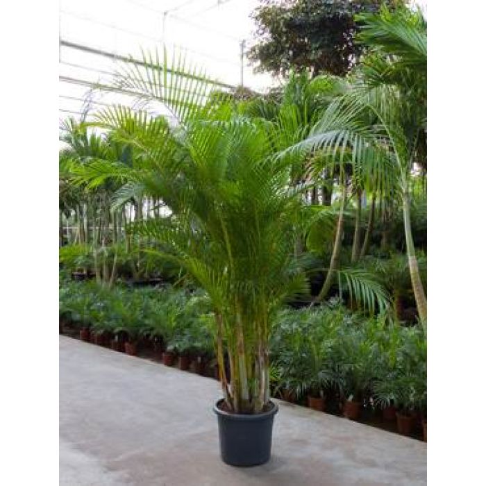 Palma Chrysalidocarpus Lutescens