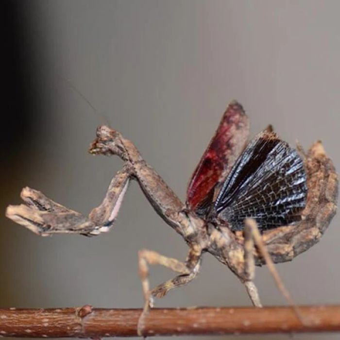 Popa spurca