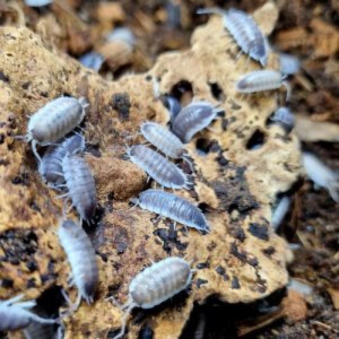 Porcellionides sexfasciatus