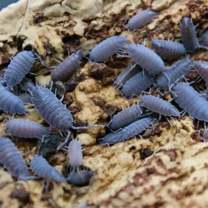Porcellionides pruinosus Powder Blue