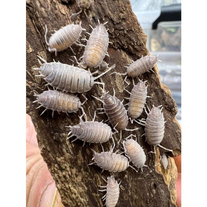 Porcellionides myrmecophilus