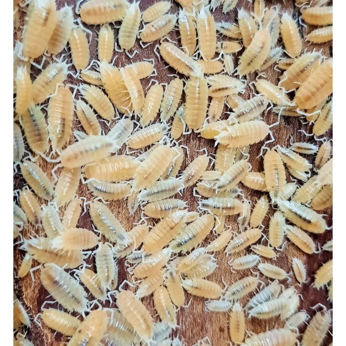 Porcellionides pruinosus Lemon