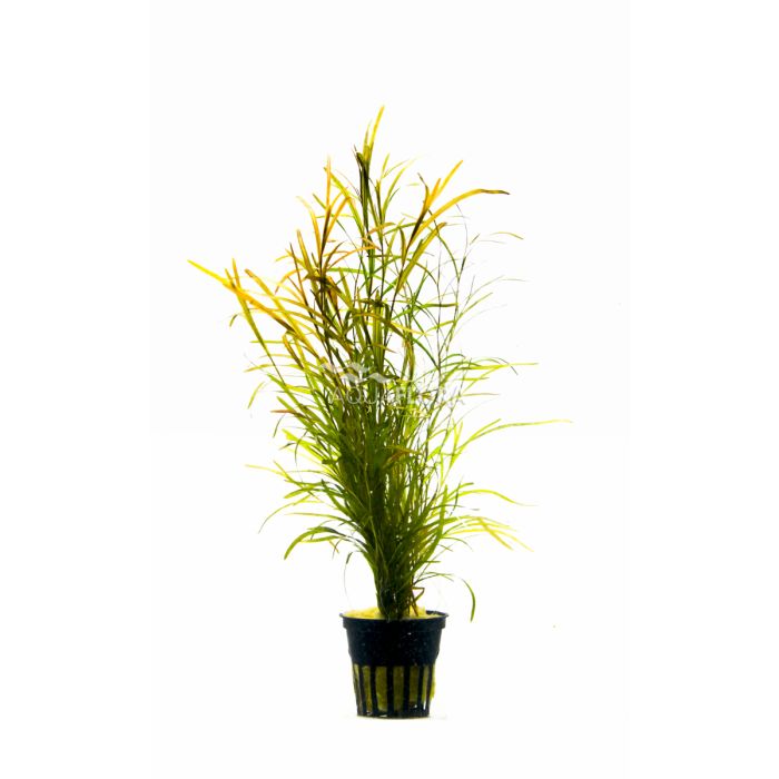 Potamogeton gayi