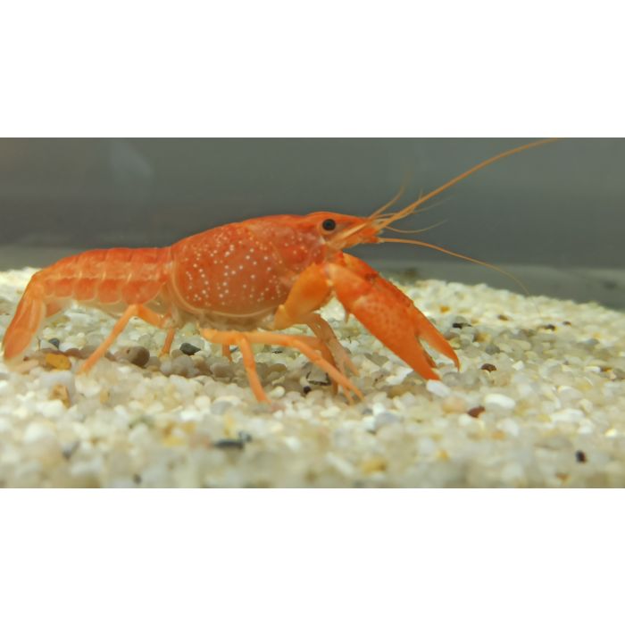Procambarus Alleni Orange